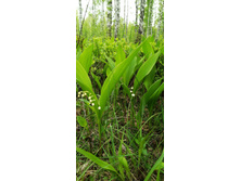 IMG 20200523 121142.jpg