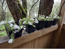 ������� ������ ����������� ������