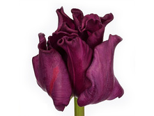 ������� ������ ����� �� �������