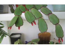 IMG 3954.JPG