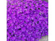 ������� ���������. 150 �.