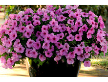 ��� ���� ���� ����