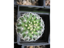 Mammillaria deherdtiana