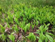 IMG 20200516 120630.jpg