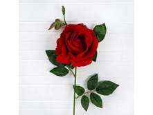 ���� ���������, (d-11��; h-69��)