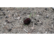 IMG 20200511 143008.jpg