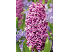 ������� ������� ��� ��������.jpg