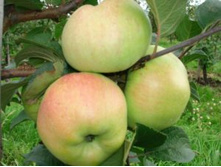 �������� 200 �.+ 18% �������