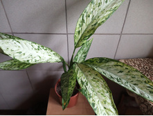 IMG 20190905 151432.jpg