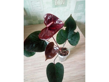 �������� ����� "Giant Chocolate"