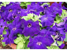 ����� ���.jpg