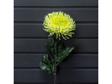 ���������� 85�� (�������)