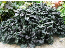 ������� 'Metallica Crispa'