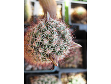 Mammillaria sheldonii