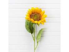 ���������, 69 ��