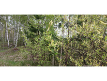 IMG 20200511 124817.jpg