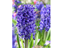 ������� ������� ��� ������.jpg