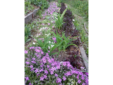 ������ �� ������ �����������