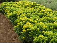 �������� ���� 100 �.