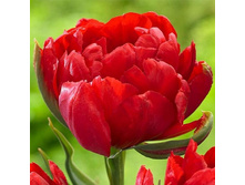 2020!!! ������� �������� ������� �������� �����.jpg