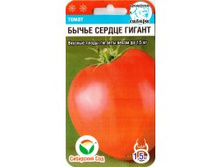 ����� ������ ������