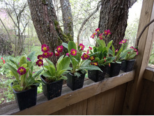 ������� ������� ��� �������