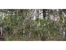 IMG 20200511 135129.jpg