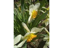 � ����. ����