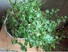 IMG 20190905 151551.jpg