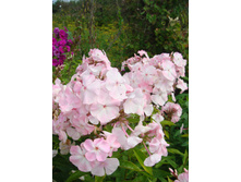 ����� "���� ������"