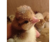 ������� �������� ��������