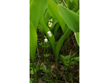 IMG 20200523 121317.jpg