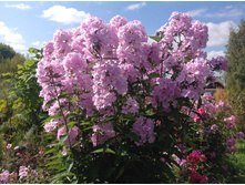 ����� ���� �������