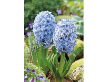 ������� ������� ���� ������.jpg