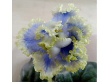 ��-������� 1.jpg