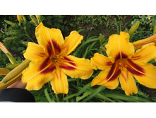 ��������  Bonanza-( �������) - 100 ���. ���� 4-5 ����!!