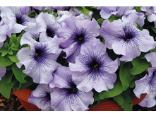 ����� ��� �����.jpg