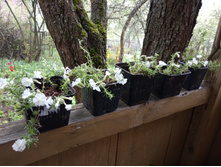 ������ ������� ��� ��������