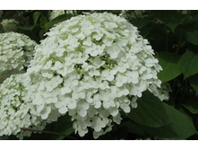 ��������� ���������