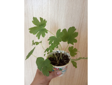 ������ ����������� 3-4 �� � �����