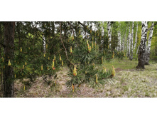 IMG 20200523 132746.jpg