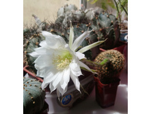 Echinopsis sp. VG-763
