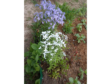 ����� �������������.80 �