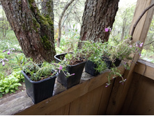 ������� ������ ����������� ����������