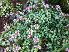 ������� ��������� "Pink Pewter"