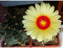 Astrophytum capricorne