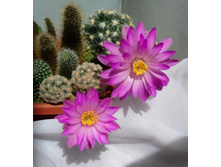 M. theresae and M. saboae