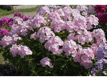 ����� "���� ������"