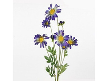 ���������� ����� (�����)