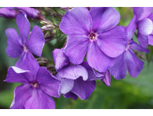 ����� �������, 200���. (������� 6��)